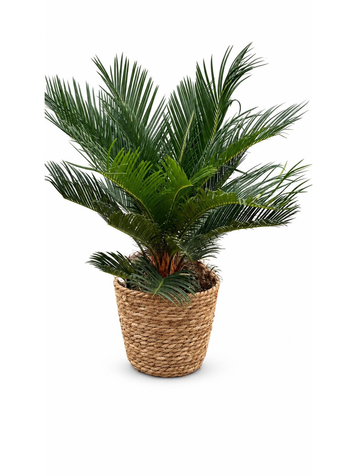 Cycas v pleteném košíku