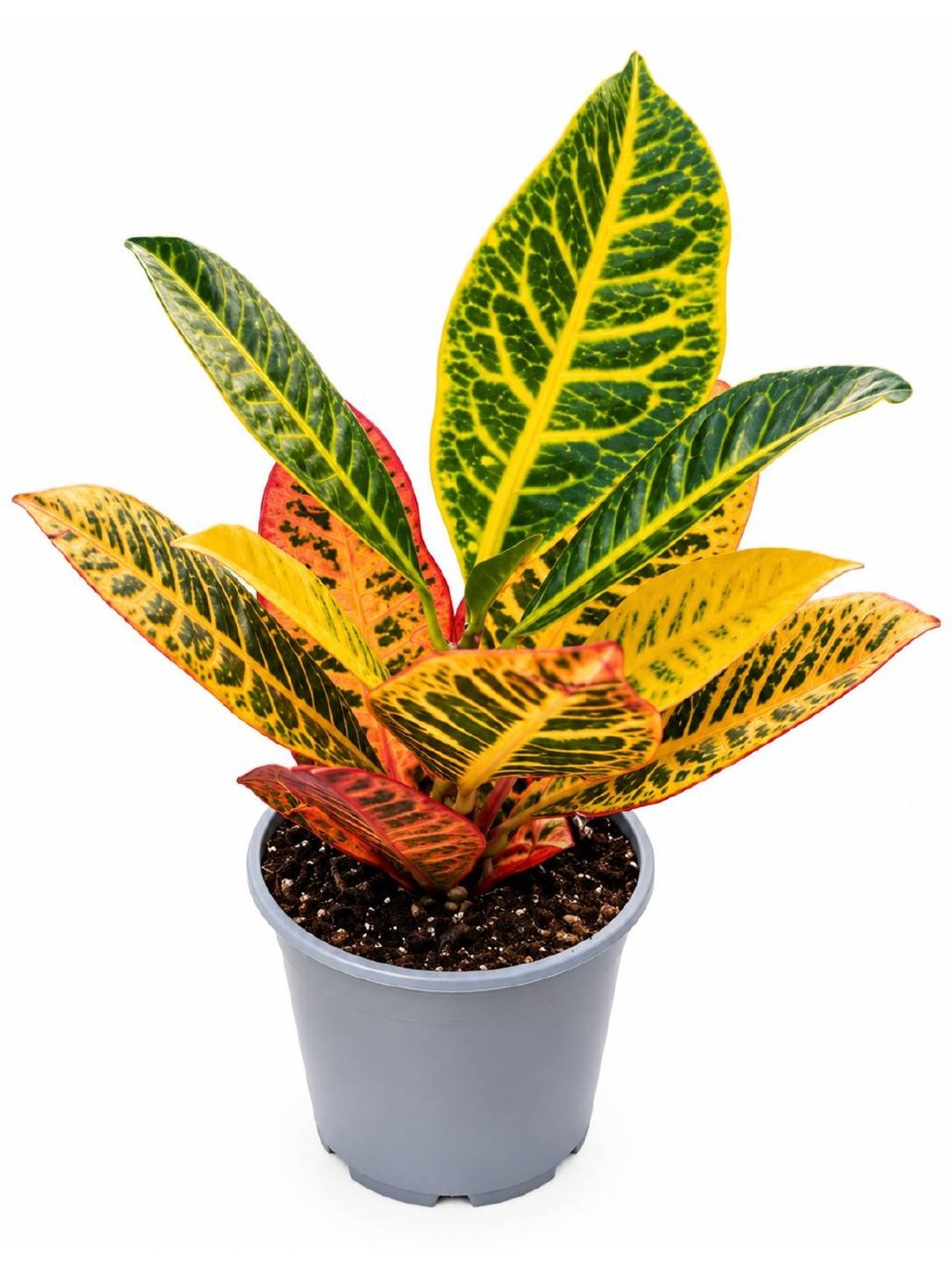 Croton Magnificent