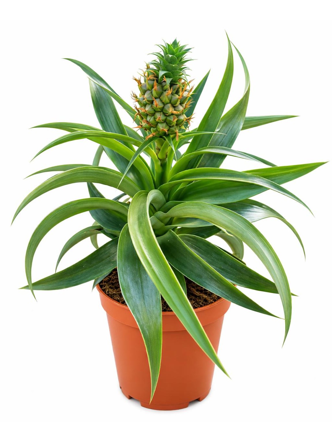 Ananas hrnkový