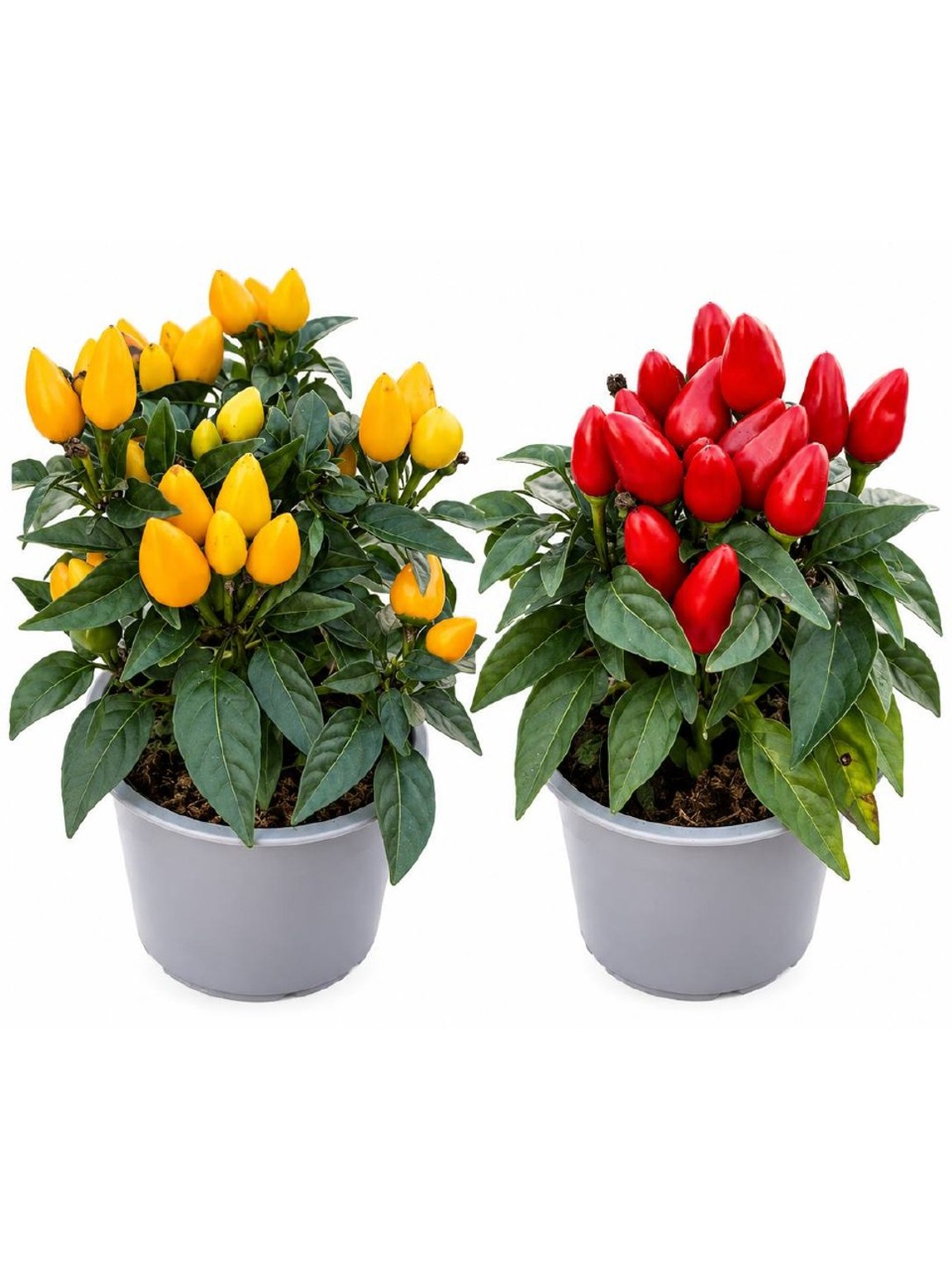 Okrasná paprika Capsicum annuum mix