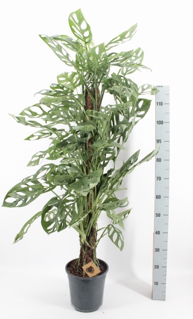 Monstera adansonii Holy Moly