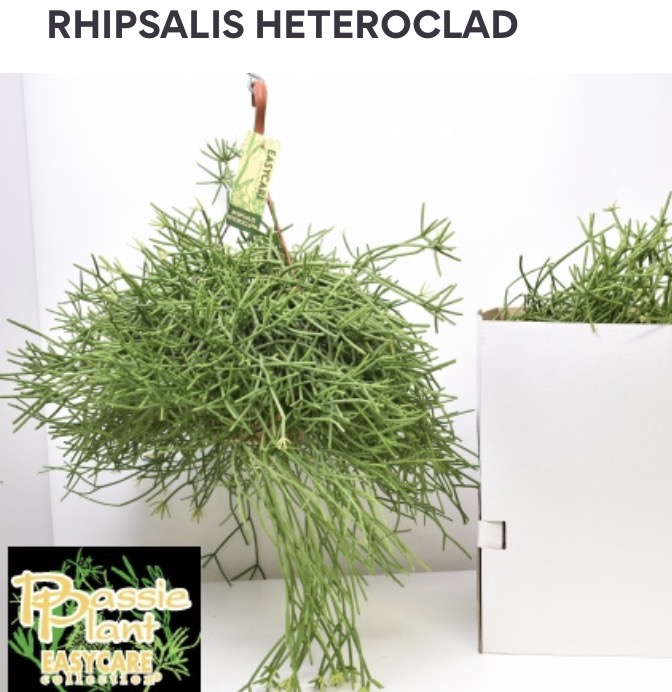 Rhipsalis heteroclada – závěsný epifytický kaktus