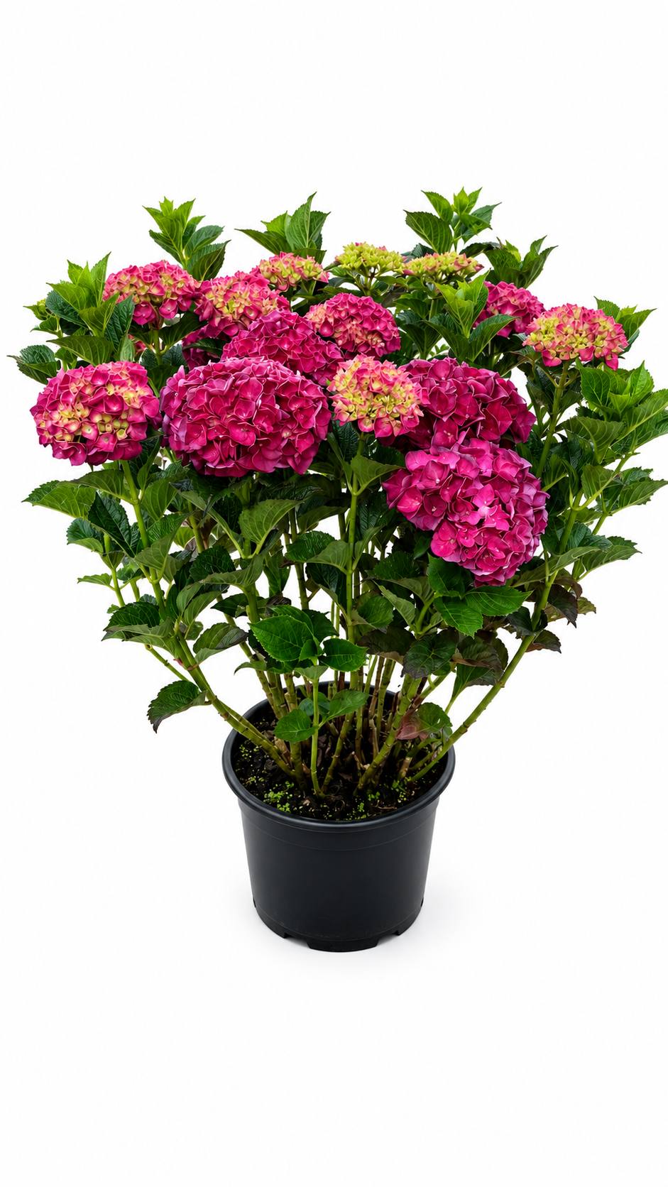 Hortenzie v květináči – premium, 85 cm, 20 květů