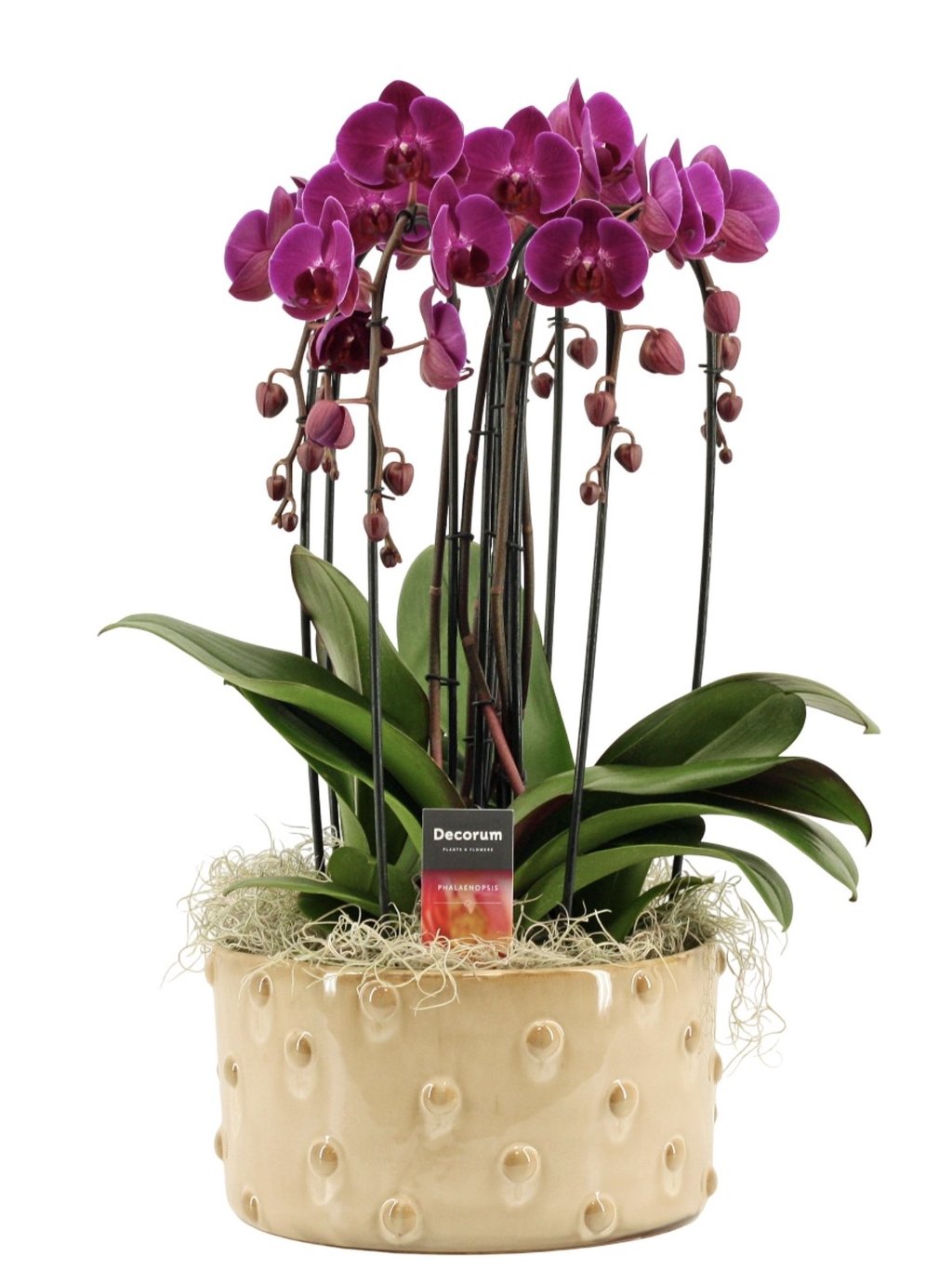 Orchidea