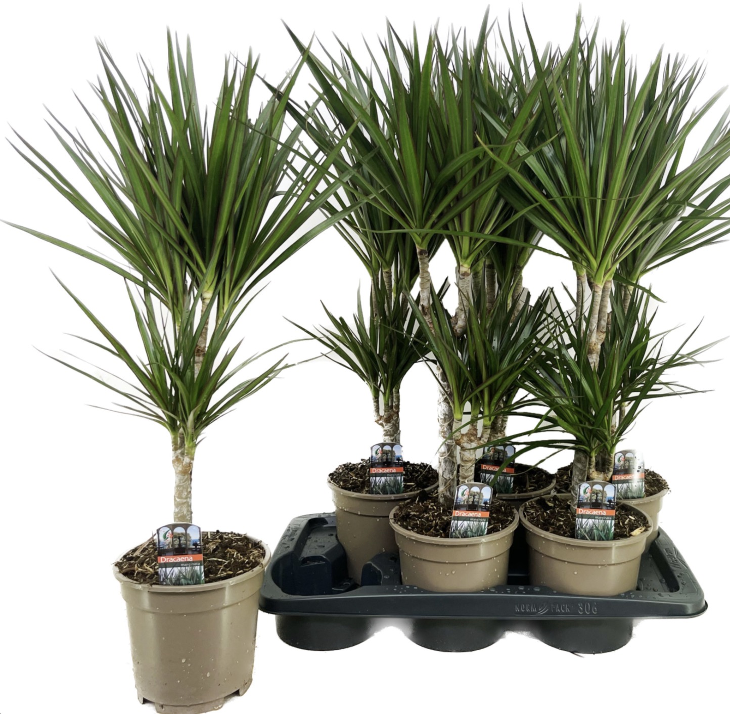 Dracena Marginata 2 kmínky – dekorativní pokojová rostlina
