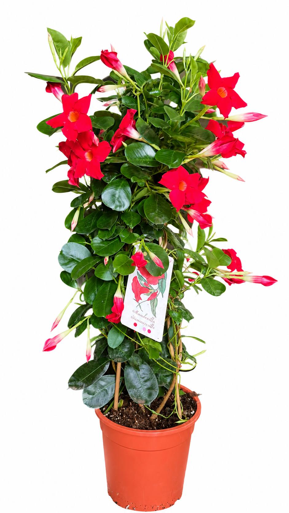 Mandevilla červená 75 cm