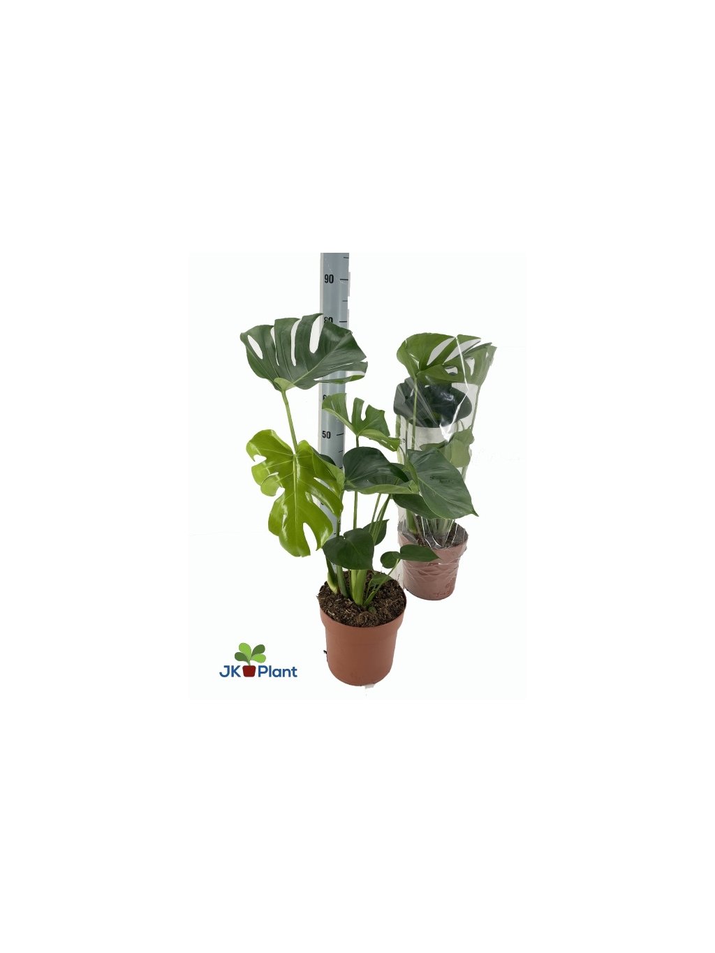 monstera deliciosa