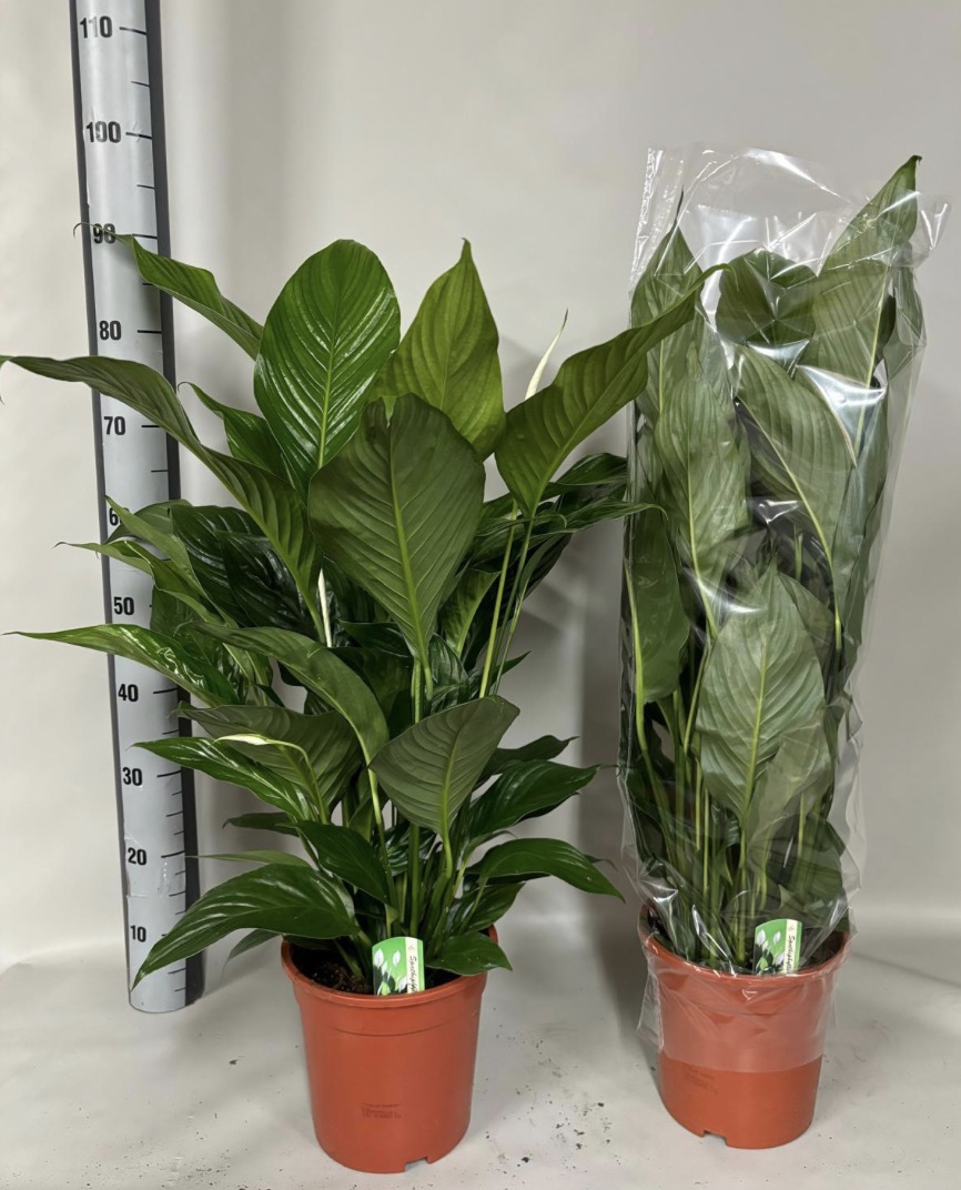 Lopatkovec – Spathiphyllum