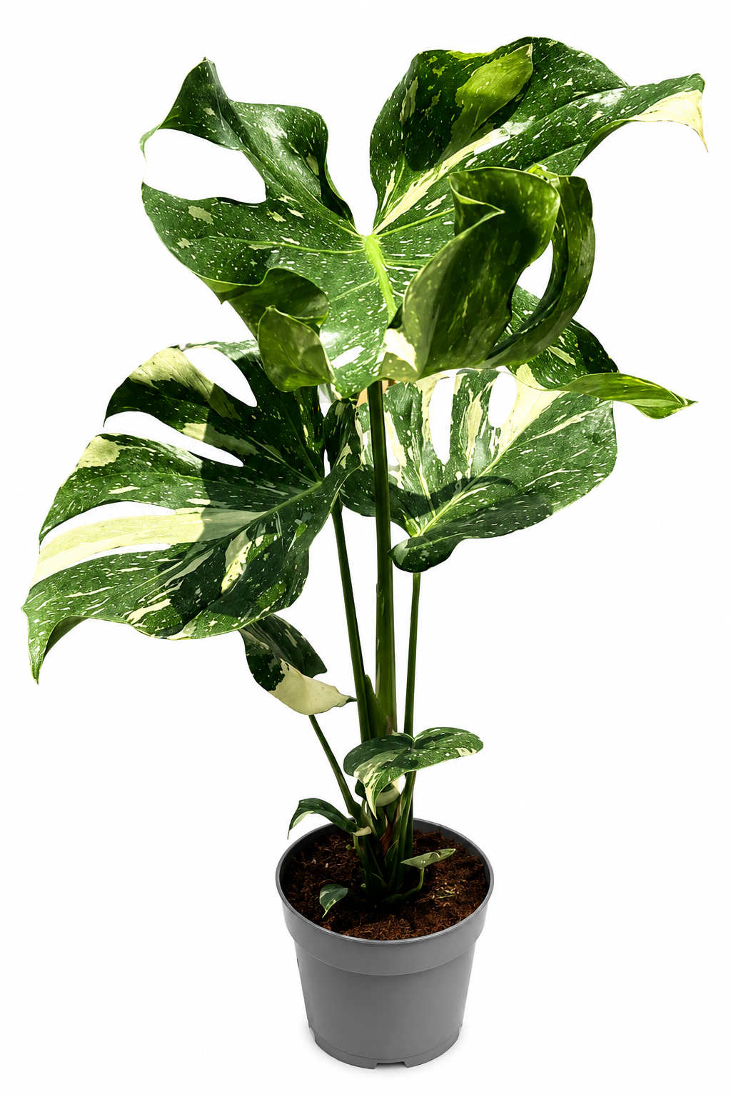 Monstera Thai Constellation – variegovaná monstera