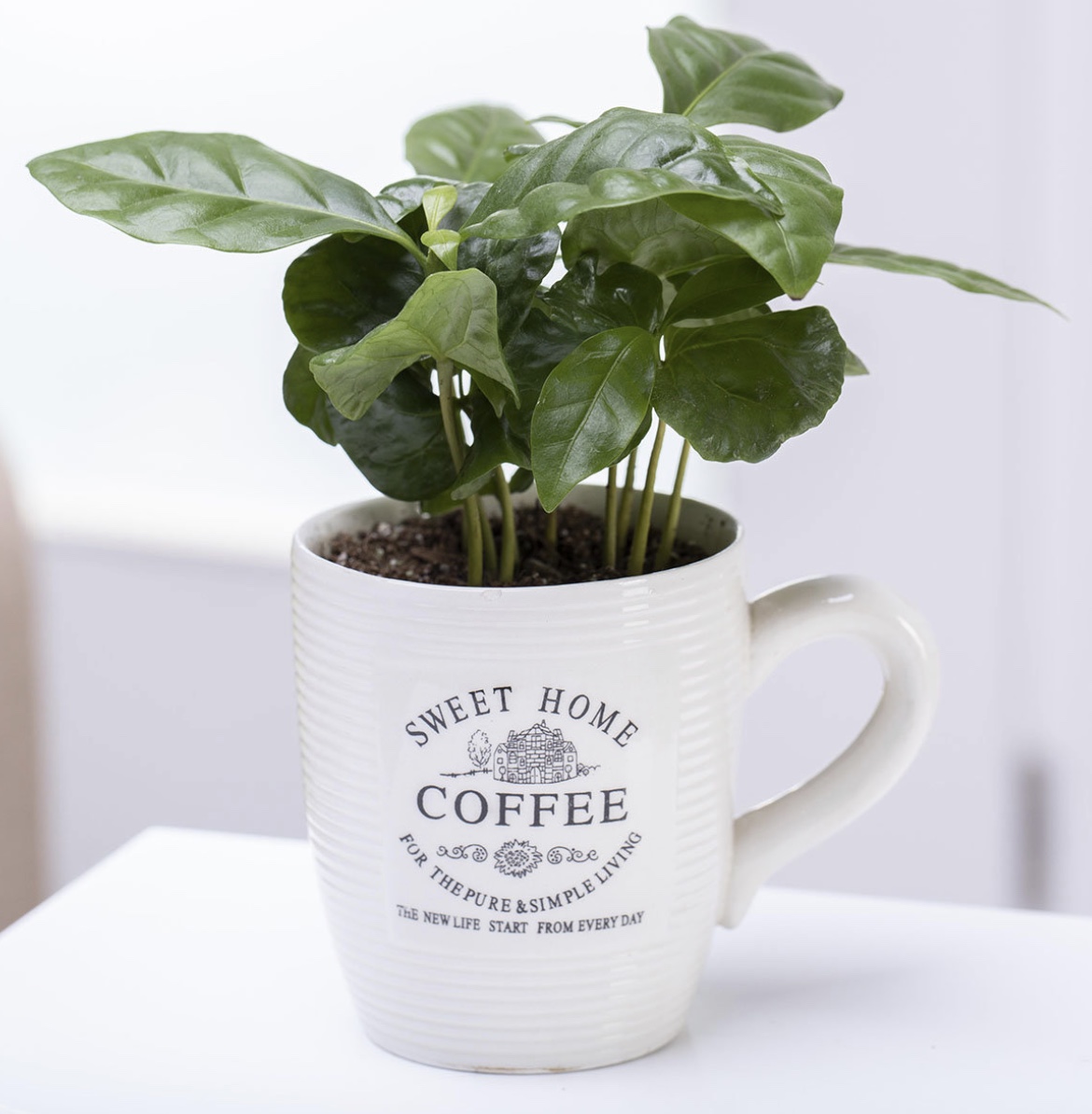 Kávovník Coffea Arabica v keramickém hrníčku