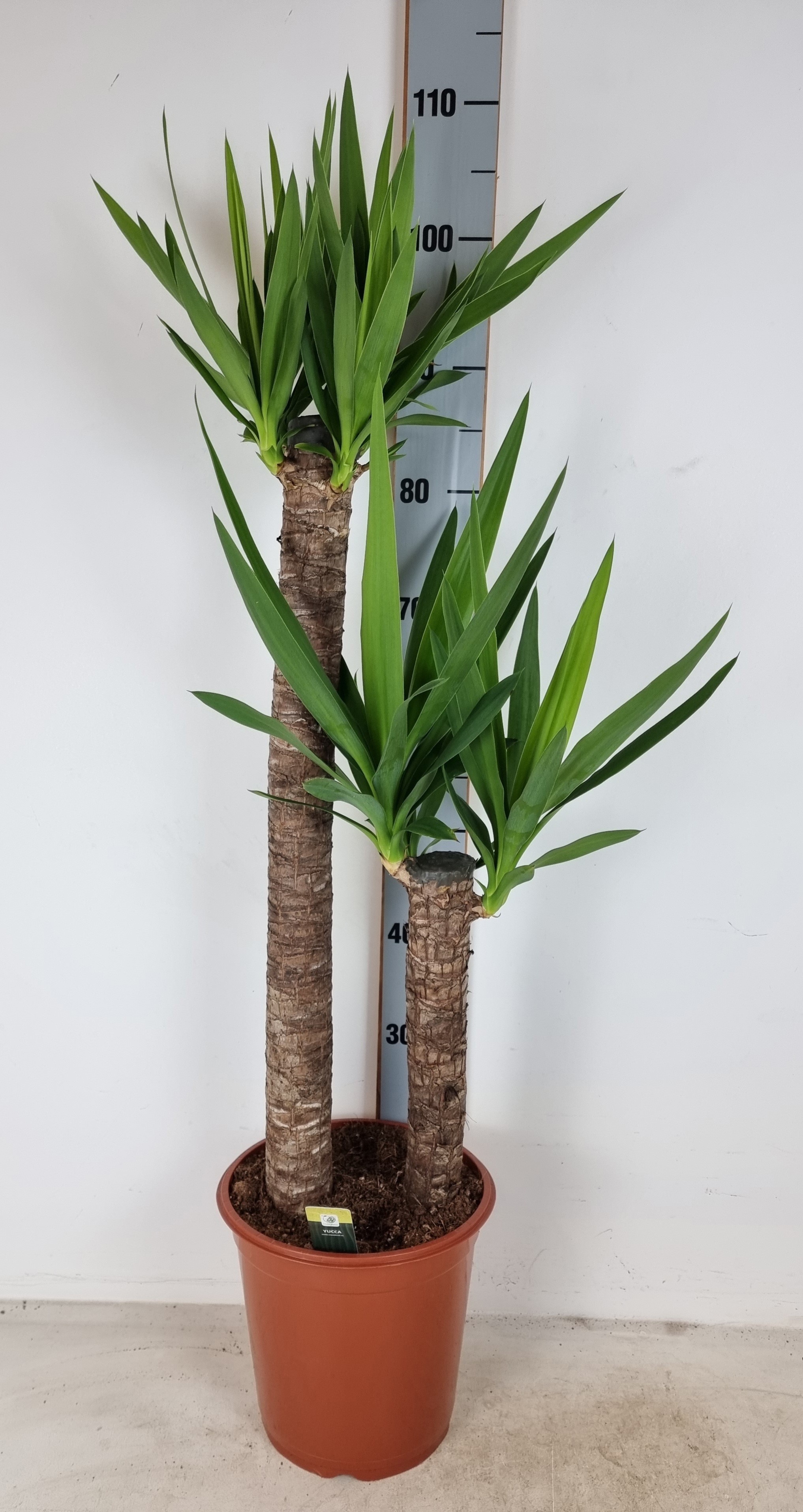 Yucca elephantipes – vysoká pokojová rostlina s mečovitými listy