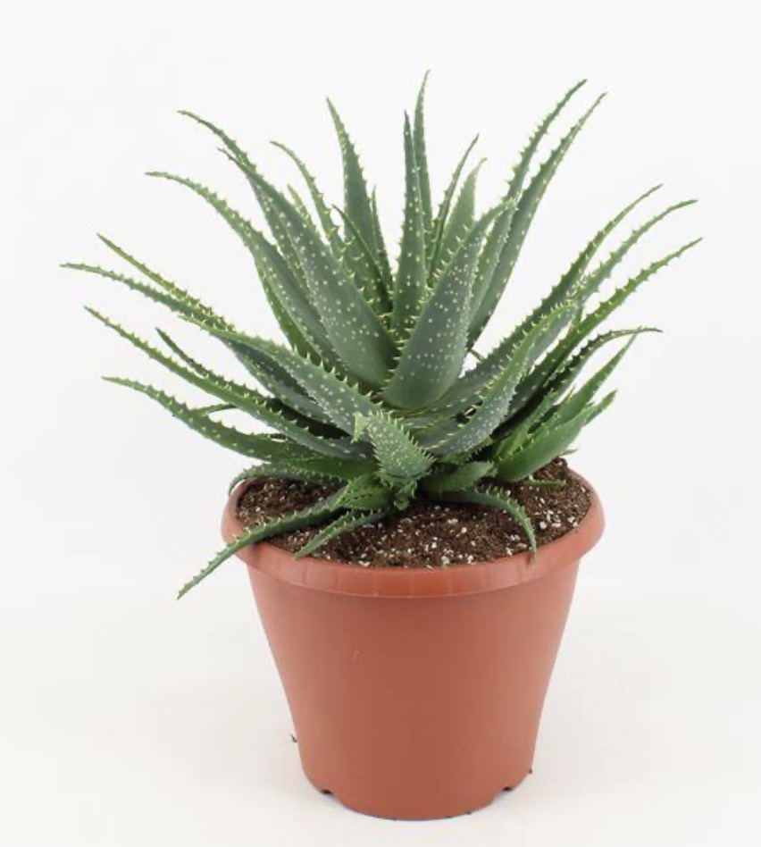 Léčivá Aloe arborescens 27