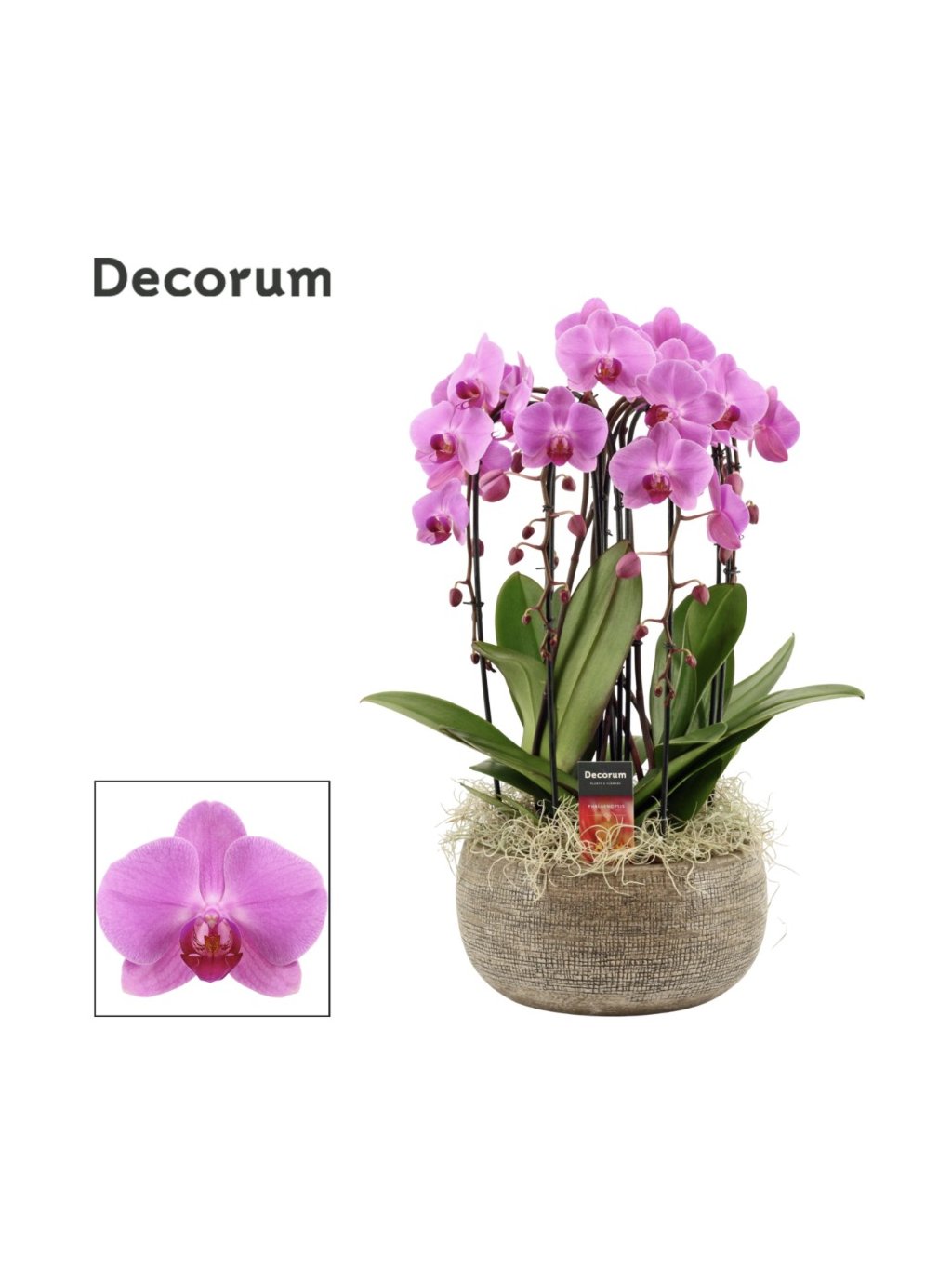 prémiový phalaenopsis od FlowerGO