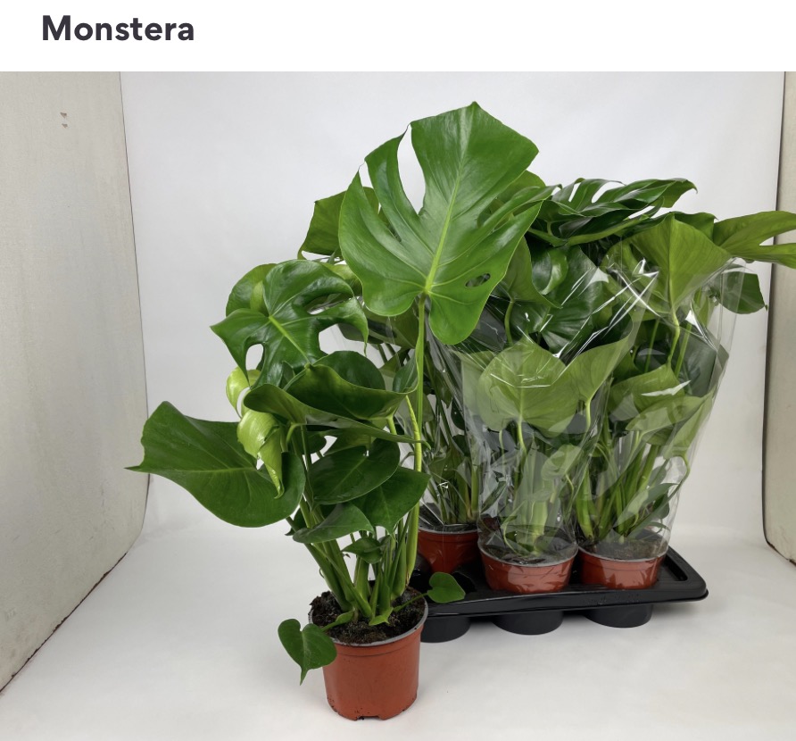 Monstera deliciosa 17