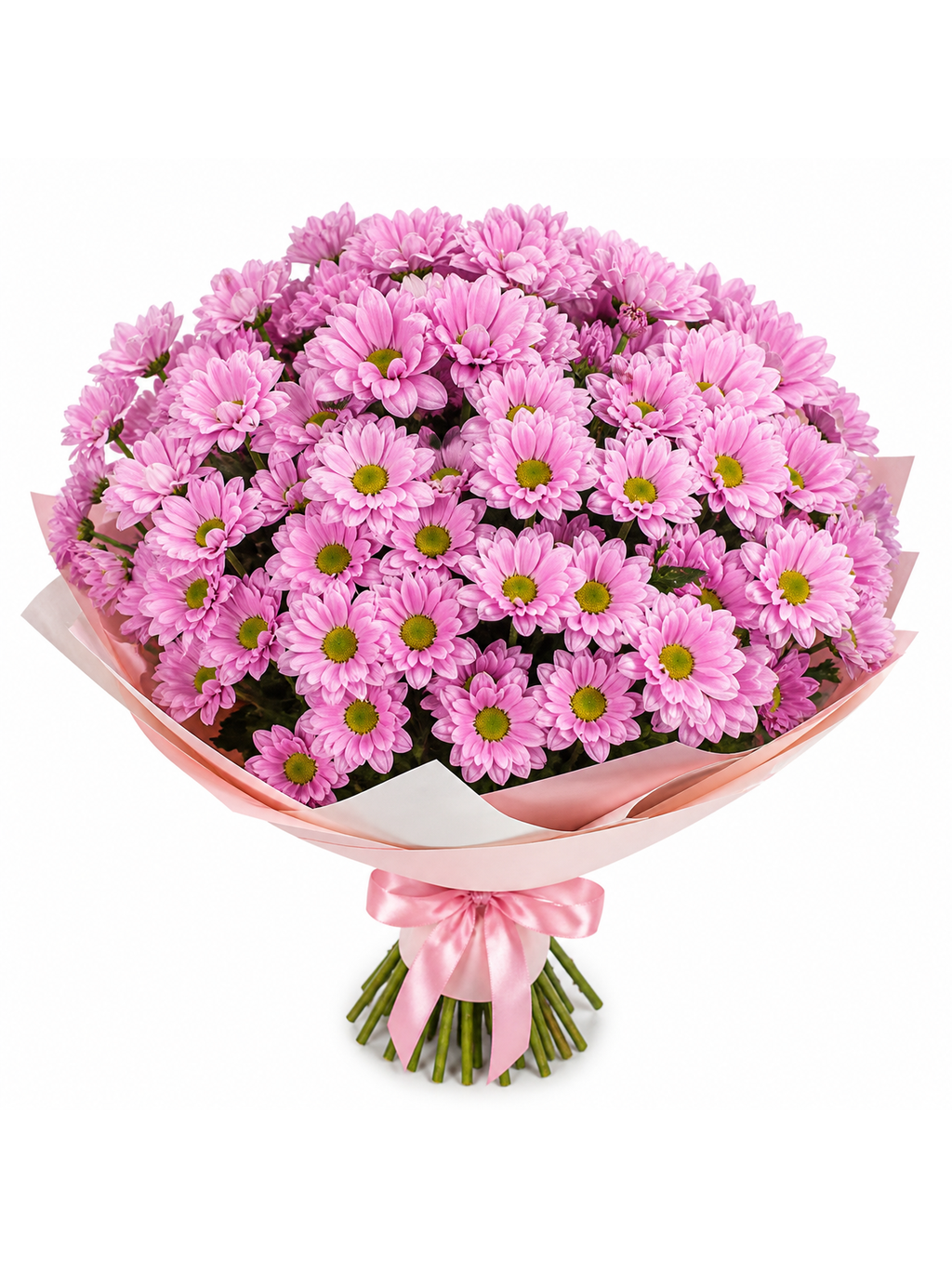 Trsové chrysantémy, velké