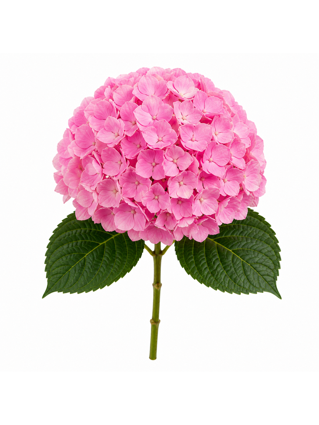 Řezaná hortenzie Hydrangea LUX