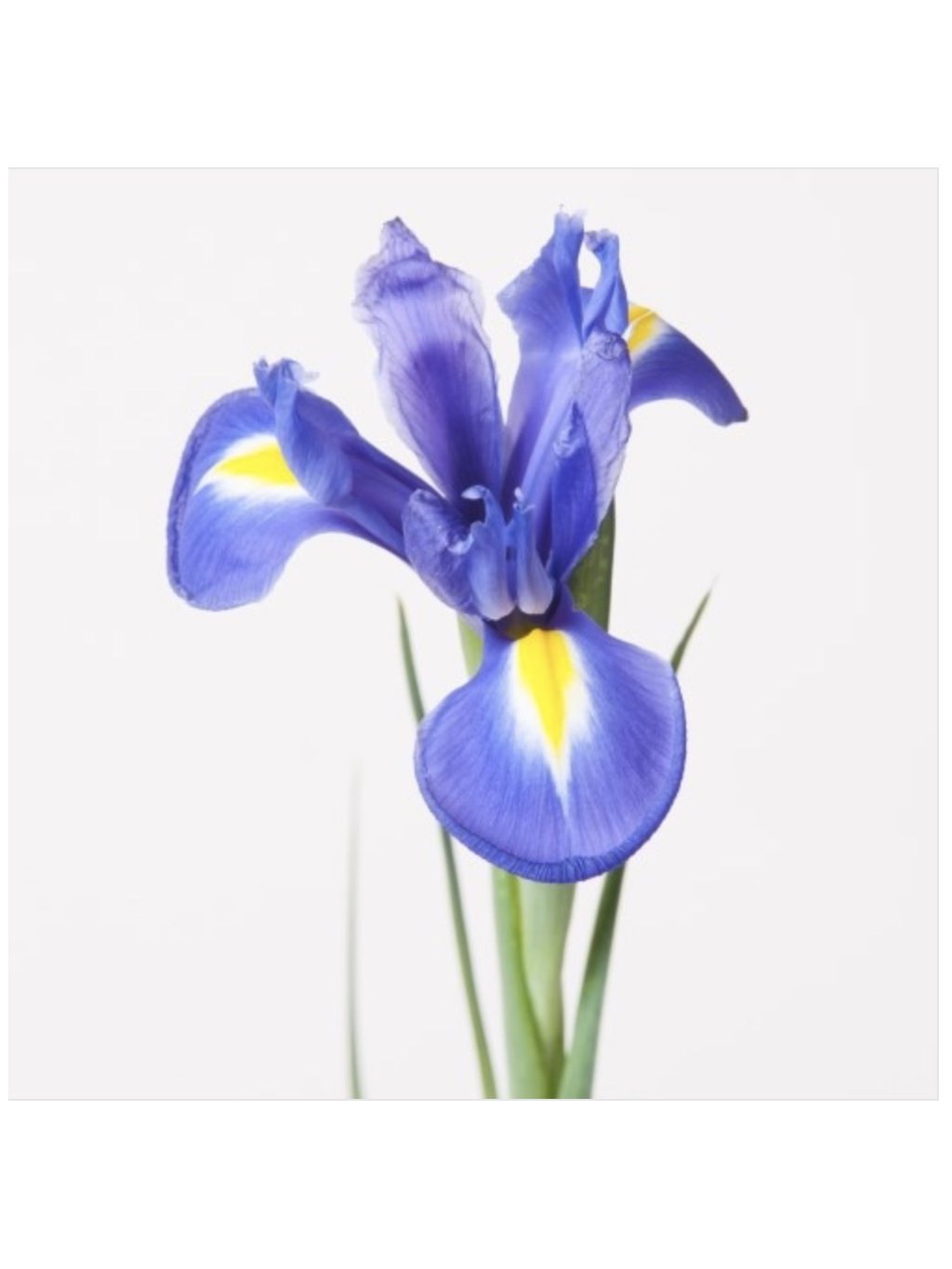 Iris mix