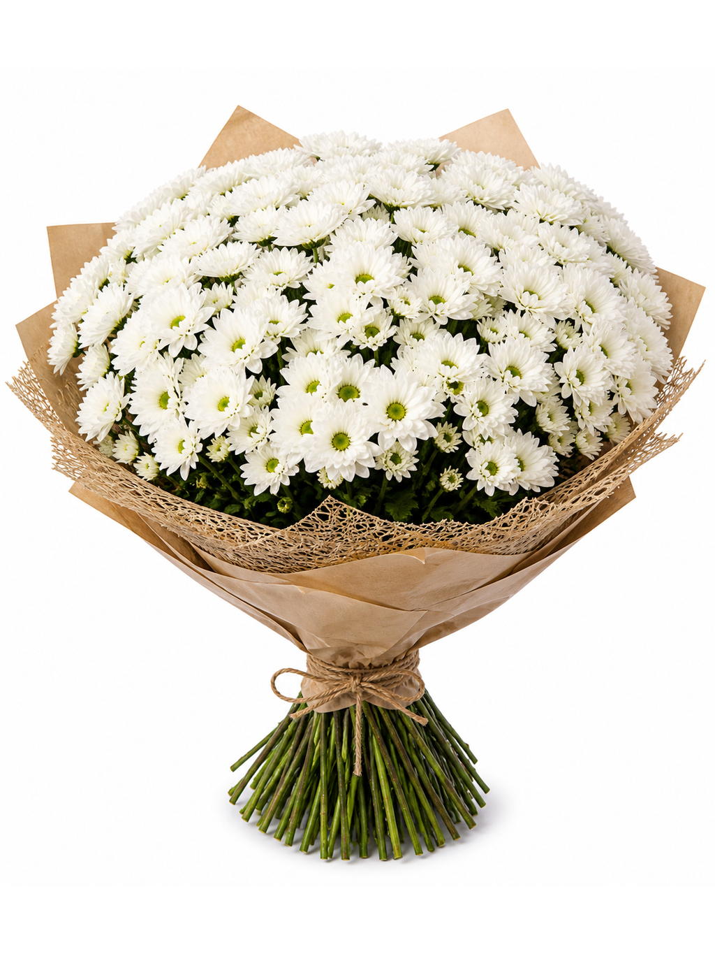 Chrysantéma trsová velká, bílá