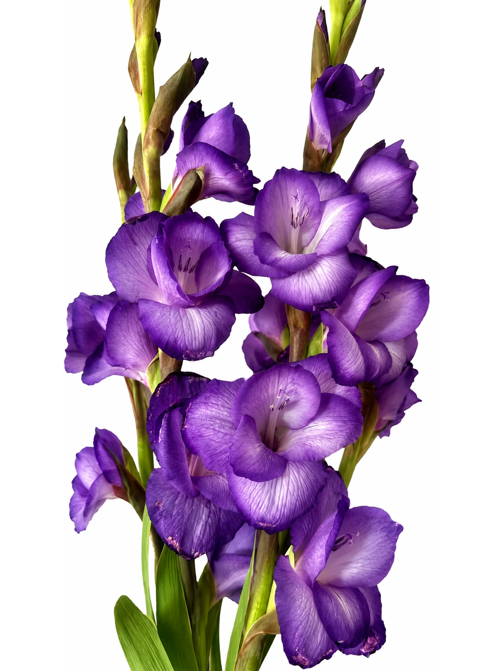 Mix gladiol