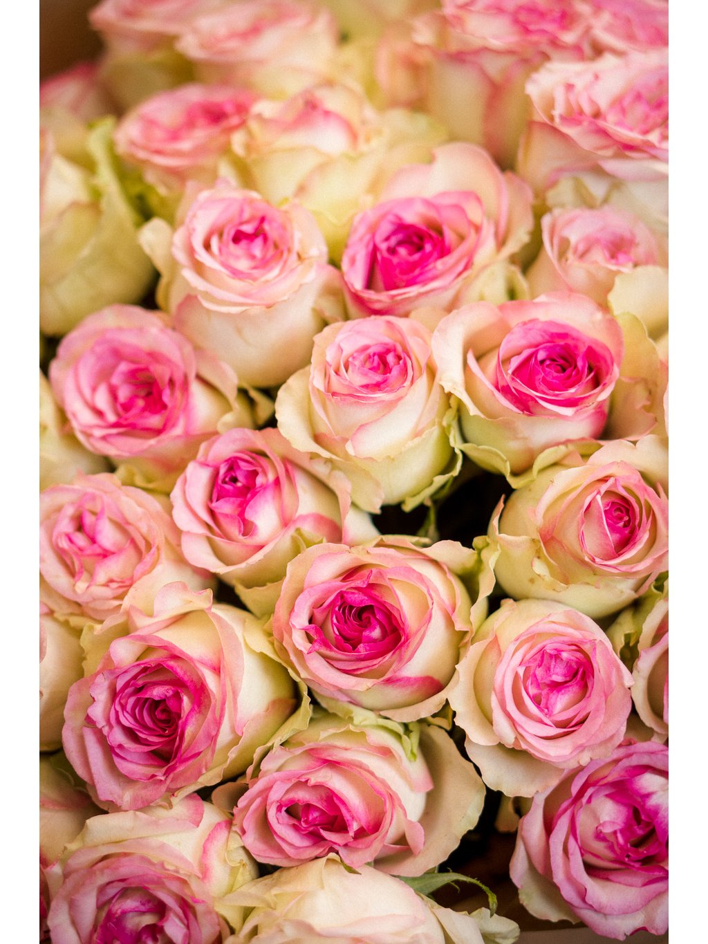 101 velkokvětých růžových růží – luxusní kytice 101 velkokvětých růžových růží 🌸 Luxusní kytice | FlowerGO